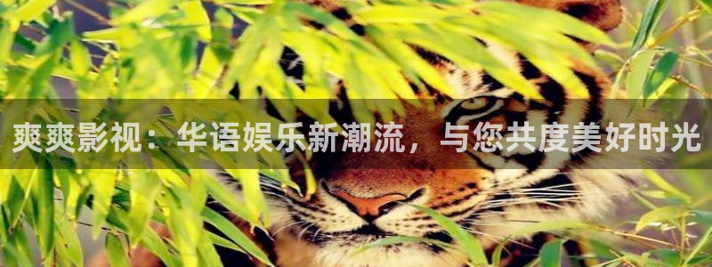 四库影院最新网址：爽爽影视：华语娱乐新潮流，与您共度美好时光